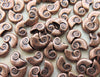 10x5x2mm (1mm hole) Antique Copper Ammonite Alloy Metal Beads - Qty 10 (MB159) - Beads and Babble